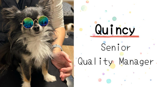 Quincy: Ein Einblick in das Leben unseres charmanten Chihuahuarüden